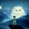 animal_cat5