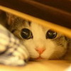 animal_cat2
