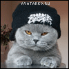 animals_kotvshapke