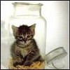 avatara_animals_kotvbanke