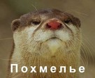 после пьянки