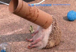 dMN1XvjDxhntARaNOYhXw6AFEaa13LgKfsWnQSRshQ