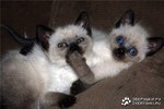 стремные котята аха)))