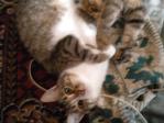 Кот