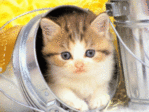 Котёнок000