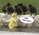 Эй!Нигеры