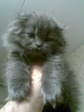 peleng))))