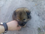 сабак