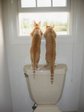 funnycats13cx5
