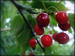 DSC001000000521