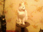 Photo-0079.jpg