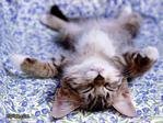 cat - katy