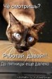 1218261452_2a19a33fb80737a6141f48d571773fc2_full[1]