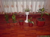 DSC00694