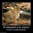 788012_i-nikakoj-ya-ne-manul