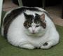 1178813681_fat_pet_12