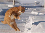 funny_cat_13