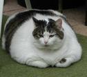 1178813681_fat_pet_12