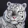 tigre-branco-antonio-gomes-comonian