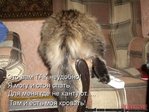 кот поху.........