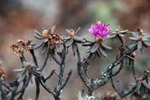 bloom