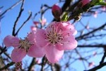 rosebloom