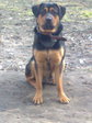 Pit bull597