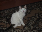 оно же