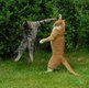 Боевые коты наше секретное оружие!
