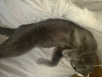 котик