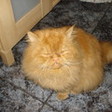 мой котяра