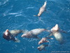 Камчатка 2007 море, сивучи 2