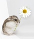 romap_hamster_flower1