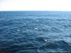 Камчатка 2006 море, чайки, касатки