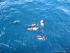 Камчатка 2007 море, сивучи 1