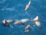 Камчатка 2007 море, сивучи 2