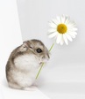romap_hamster_flower1