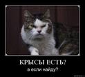 Крысы есть?