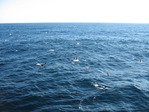 Камчатка 2006 море, чайки, касатки
