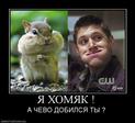 ya-homyak-