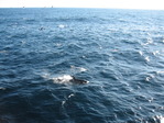 Камчатка 2006 море, касатки