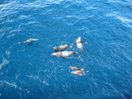 Камчатка 2007 море, сивучи 1