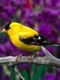 bird_4