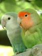 parrots