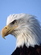 eagle_7