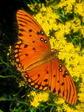 butterfly_4
