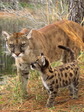 cat_12