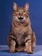 cat_08