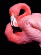 pink_flamingo