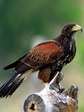 bird_5